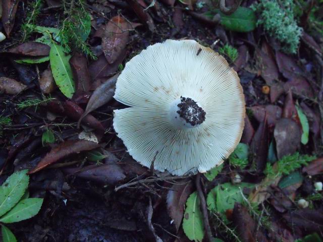 lactarius?